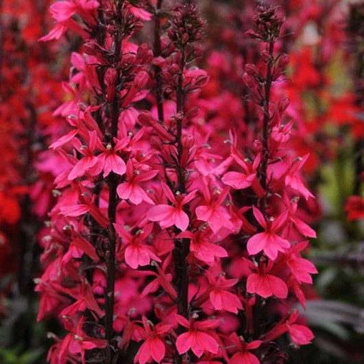 Lobelia x speciosa ‘Starship Rose’ 3L 5023242393773